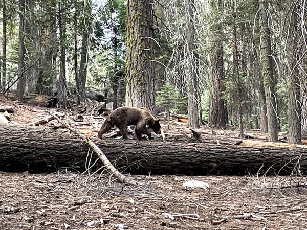 Black bear foraging on the forest floor among fallen logs in a coniferous forest in the Sierra Nevada region. — Sequoia & Kings Canyon