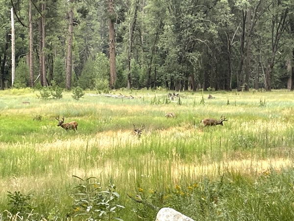 A traveler's photo spot in Mariposa County, Yosemite & Mammoth Lakes
