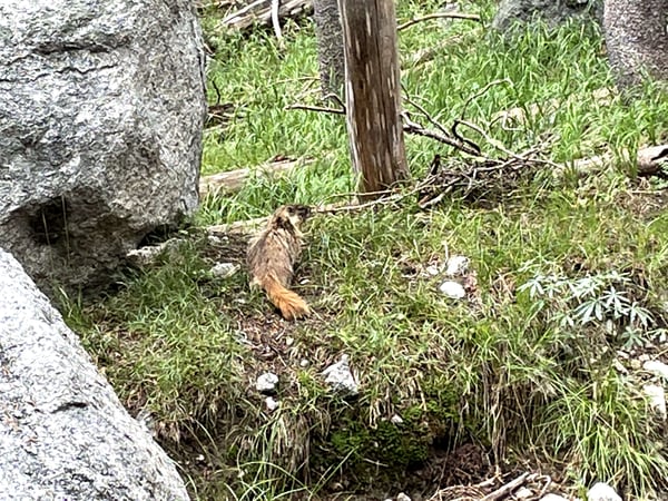 Tenaya Lake Trail — a traveler's photo spot in Yosemite National Park