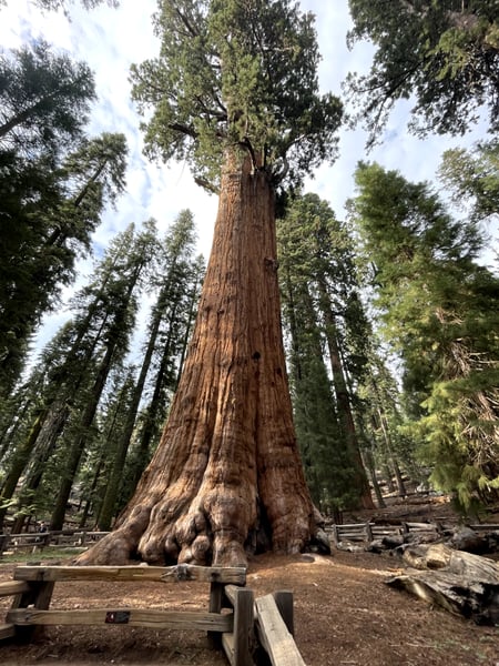 General Sherman Tree, the world's largest tree by volume, photographed from ground level in Sequoia National Park. — Sequoia & Kings Canyon