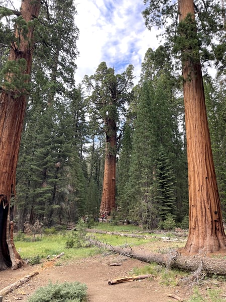 A traveler's photo spot in Sequoia & Kings Canyon