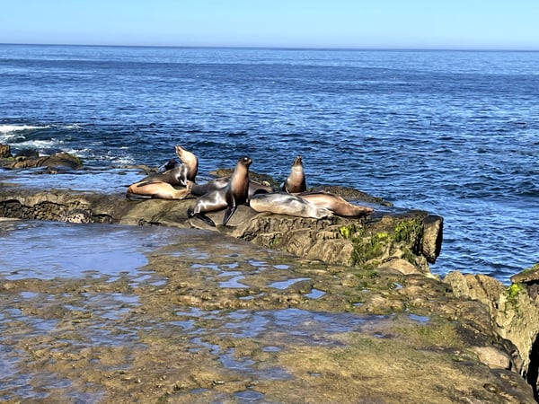 A traveler's photo spot in La Jolla, San Diego