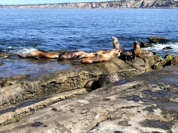 A traveler's photo spot in La Jolla, San Diego