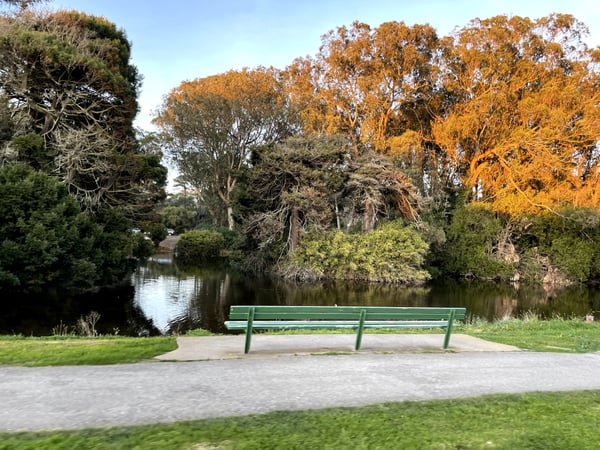 Green bench overlooking a tranquil river lined with mature trees in autumn foliage in Golden Gate Park. — Golden Gate Park, San Francisco
