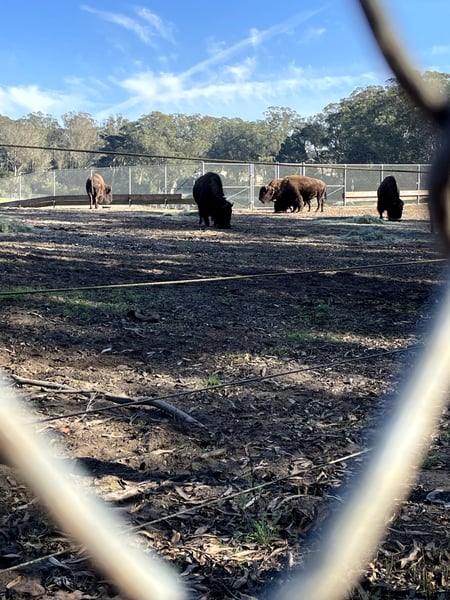 A group of goats in a fenced enclosure viewed through a gate, with eucalyptus trees in the background. — Golden Gate Park, San Francisco