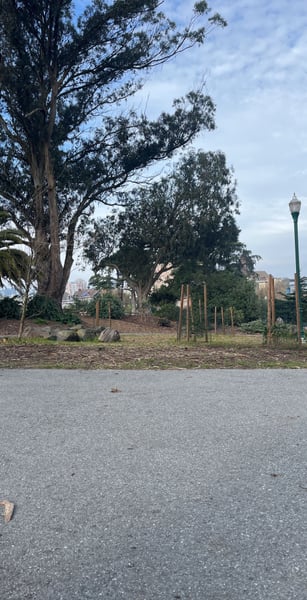 A traveler's photo spot in Alamo Square, San Francisco