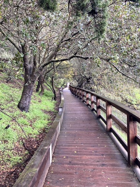 A wooden boardwalk winds through a dense forest of mature trees with lush green undergrowth on both sides. — Haight-Ashbury, San Francisco