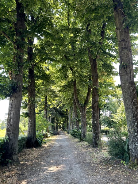 Tree-lined path through Piazzale delle Cascine with tall mature trees creating a canopy over a gravel walkway in… — Florence