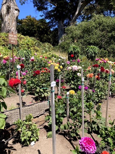 A vibrant dahlia garden display with colorful blooms and labeled plant stakes in a public garden setting in San… — Golden Gate Park, San Francisco