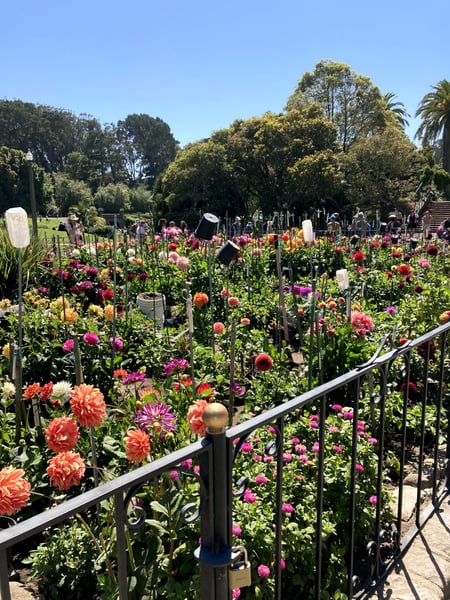 A traveler's photo spot in Inner Richmond, San Francisco