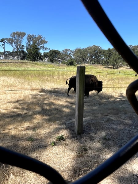 American bison grazing in a fenced pasture viewed through a railing, with eucalyptus trees in the background. — Golden Gate Park, San Francisco