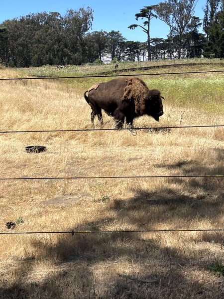 American bison grazing in a fenced pasture with cypress trees and grassland visible in the background. — Golden Gate Park, San Francisco