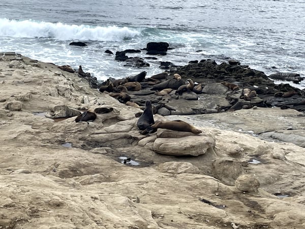 A traveler's photo spot in La Jolla, San Diego