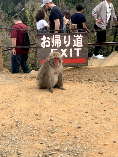 A traveler's photo spot in 西京区, Kyoto