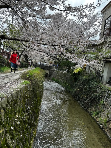 A traveler's photo spot in 左京区, Kyoto