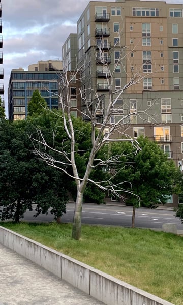 Bare sculptural tree installation at Olympic Sculpture Park with modern apartment buildings in the background, Seattle. — Olympic Sculpture Park, Seattle
