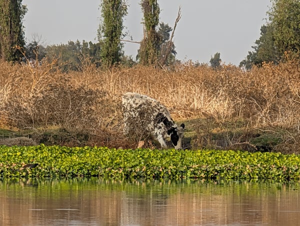 Water plants and dried reeds along a river channel with a grazing animal visible on the bank. — Mexico City