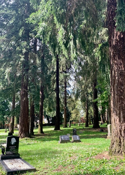 Historic cemetery with towering coniferous trees and grave markers along a tree-lined path in Portland, Oregon. — Central Eastside, Portland