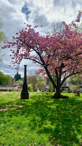 Spring-blooming magnolia tree in a historic cemetery with headstones and manicured grounds under cloudy skies. — Buckman, Portland