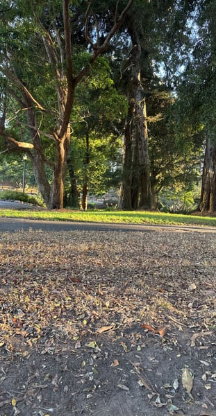 Tree-lined park path with mature eucalyptus trees and dappled sunlight filtering through the canopy. — Haight-Ashbury, San Francisco