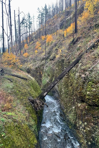 A rushing stream flows through a moss-covered canyon in a recovering forest with fall foliage visible on the hillside… — Columbia River Gorge