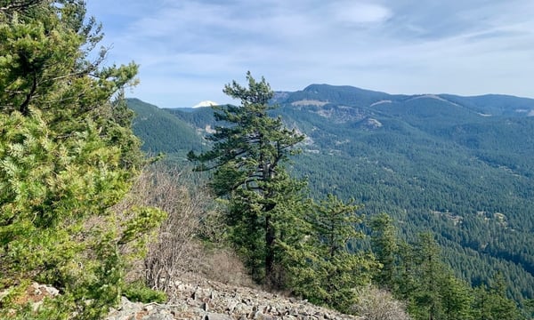 Forested mountain ridges and distant snow-capped peak viewed from Wind Mountain's elevated vantage point. — Columbia River Gorge