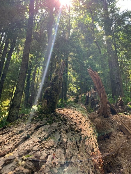 A traveler's photo spot in Hillside, Portland