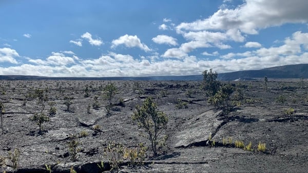 Barren lava field with sparse native vegetation in Hawaii Volcanoes National Park, viewed from ground level. — Big Island, Hawaii
