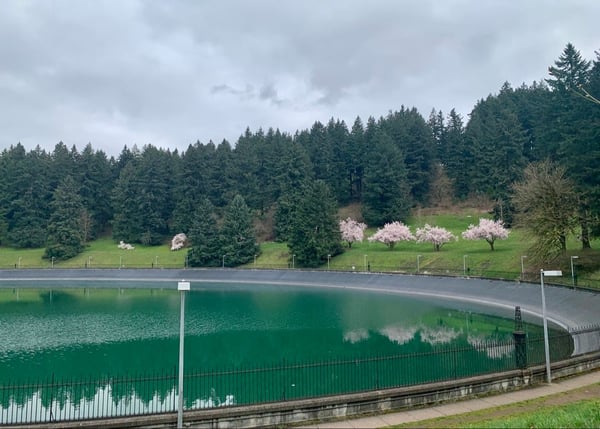 A pristine emerald-green lake with blooming cherry trees and coniferous forest backdrop, viewed from the shoreline park… — Portland