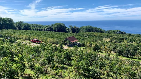 A traveler's photo spot in Honalo, Big Island, Hawaii