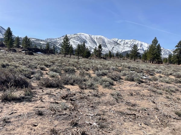 Snow-capped mountain range with sagebrush scrubland and scattered conifers viewed from an open valley floor. — Mammoth Lakes & the Eastern Sierra
