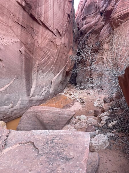 Narrow red rock canyon with flowing water and desert vegetation viewed from the canyon floor near Kanab, Utah. — The Wave Trail, Kanab & The Wave