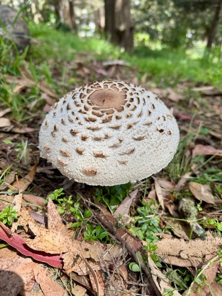 A pale puffball mushroom on forest floor surrounded by leaf litter and green vegetation. — Haight-Ashbury, San Francisco