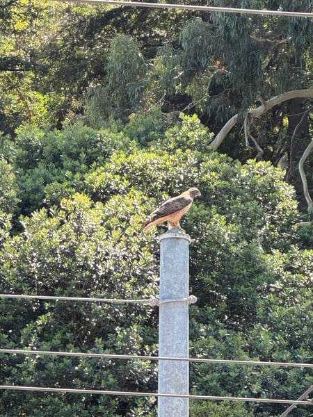 A red-tailed hawk perches on a metal post surrounded by dense green vegetation in an urban park setting. — Haight-Ashbury, San Francisco