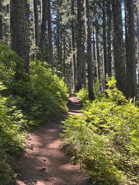 A dirt hiking trail winds through a dense coniferous forest with lush green undergrowth beneath towering evergreen… — Columbia River Gorge