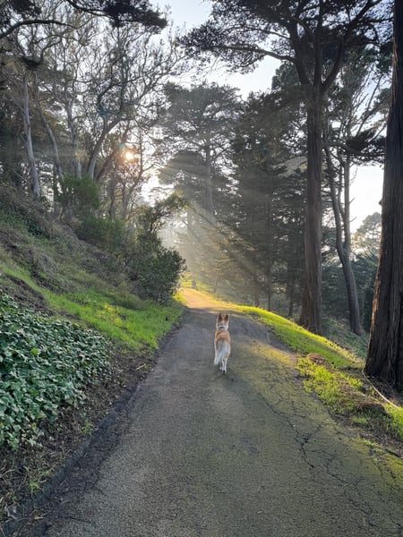 A dog walking on a tree-lined dirt path with morning sunlight filtering through tall conifers and green vegetation. — Haight-Ashbury, San Francisco
