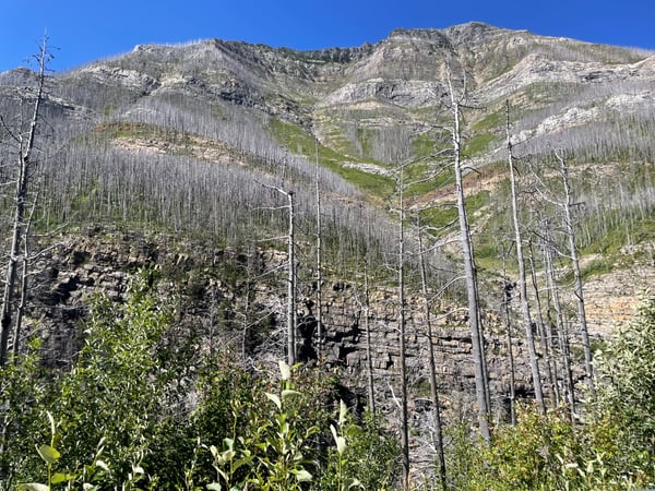 Rocky mountain valley with fire-scarred conifer forest and regenerating vegetation in summer, viewed from ground level… — Glacier National Park