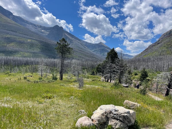 Mountain valley with coniferous forest recovery and hikers on trail, Blakison Valley, Alberta. — Glacier National Park