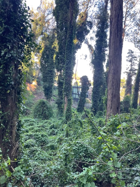 Overgrown forest path with tall trees covered in ivy, viewed from a ground-level perspective with a structure visible… — Haight-Ashbury, San Francisco