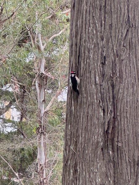 A pileated woodpecker forages on the bark of a large dead tree trunk in an urban natural area. — Haight-Ashbury, San Francisco