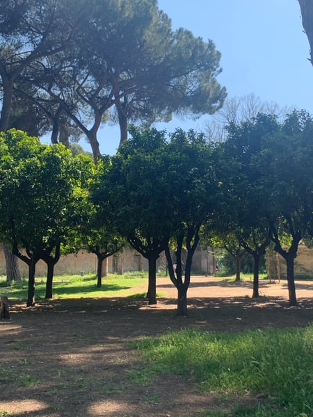 Orange and pine trees in a historic garden courtyard with stone ruins in the background, Giardino degli Aranci, Rome.