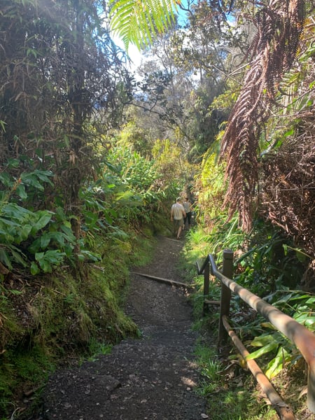 Hikers on a shaded forest trail with bamboo railings and dense tropical vegetation in Hawaii Volcanoes National Park. — Big Island, Hawaii