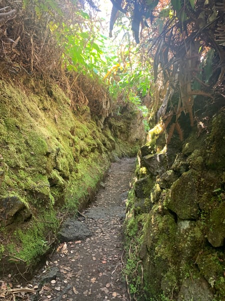 Moss-covered narrow trail cutting through lush tropical forest with dense vegetation overhead. — Hawaiʻi Volcanoes National Park, Big Island, Hawaii