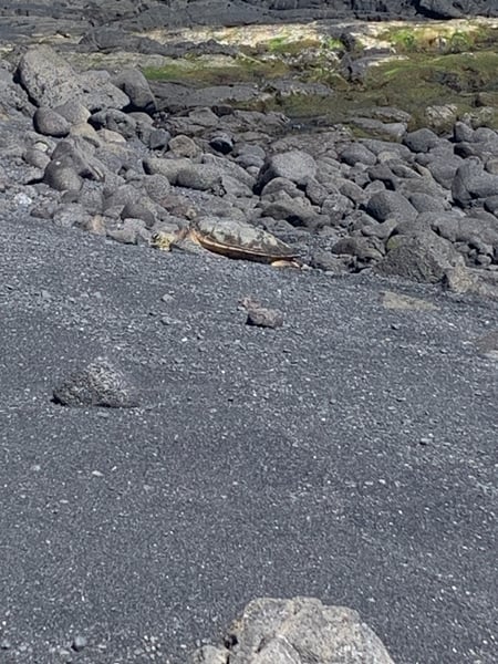 Black lava rock formations and volcanic sand beach with moss-covered stones near Pahala, Hawaii. — Punalu'u Black Sand Beach, Big Island, Hawaii