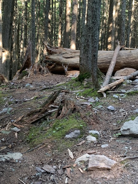 A traveler's photo spot in Glacier National Park